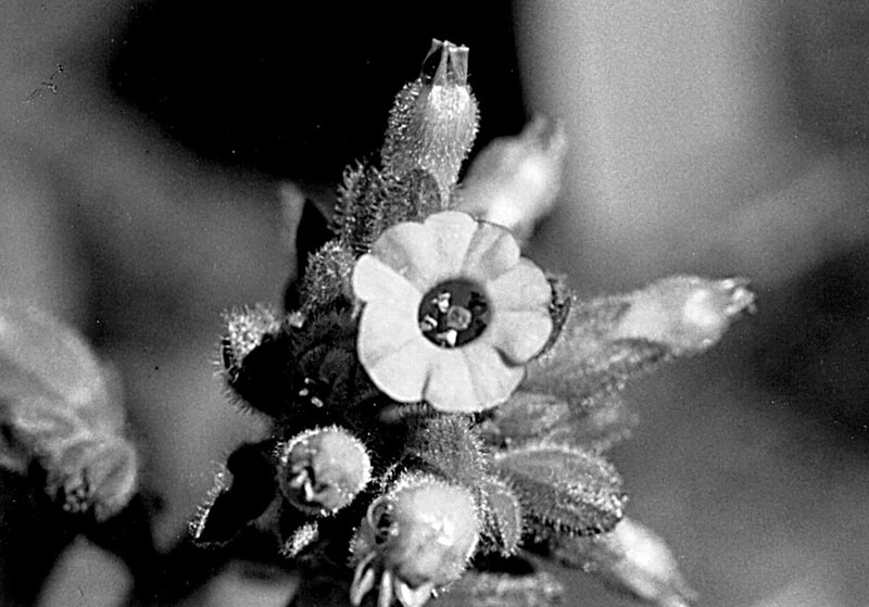 Picture of a flowering tobacco bud
