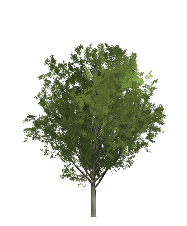 Kyle-drawn tree